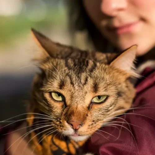 GEP Cremación Sin Devolución de Cenizas