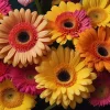Gerberas Candelaria Integral 10